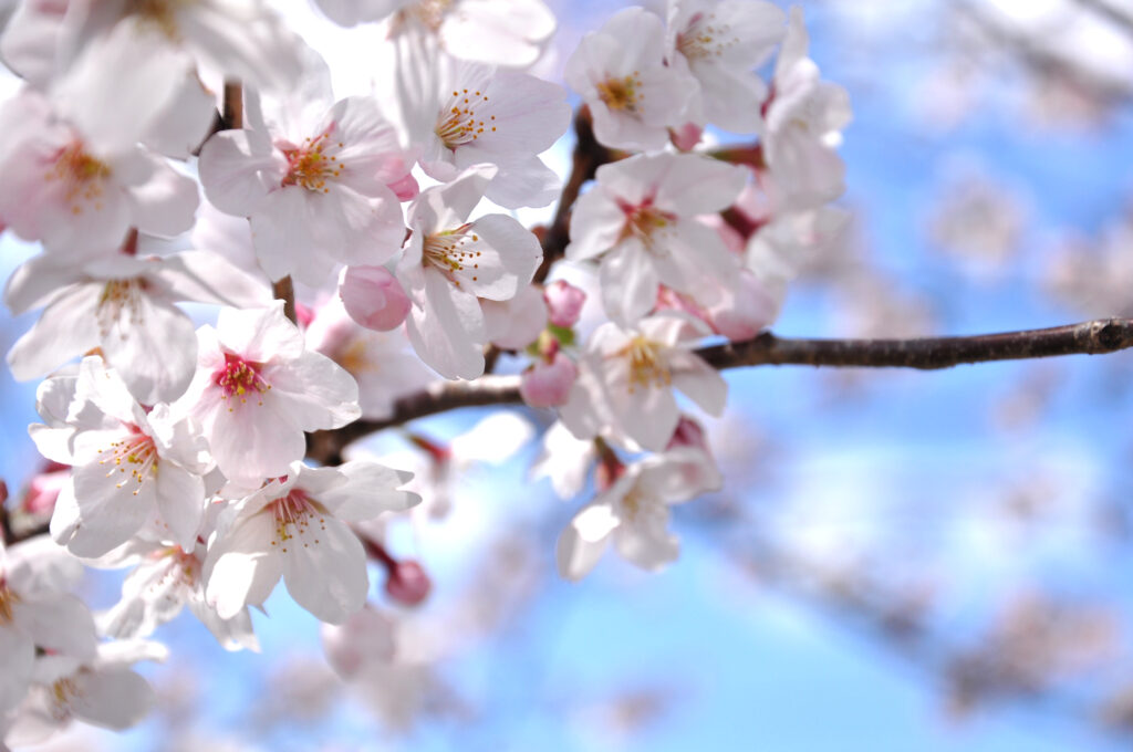 桜